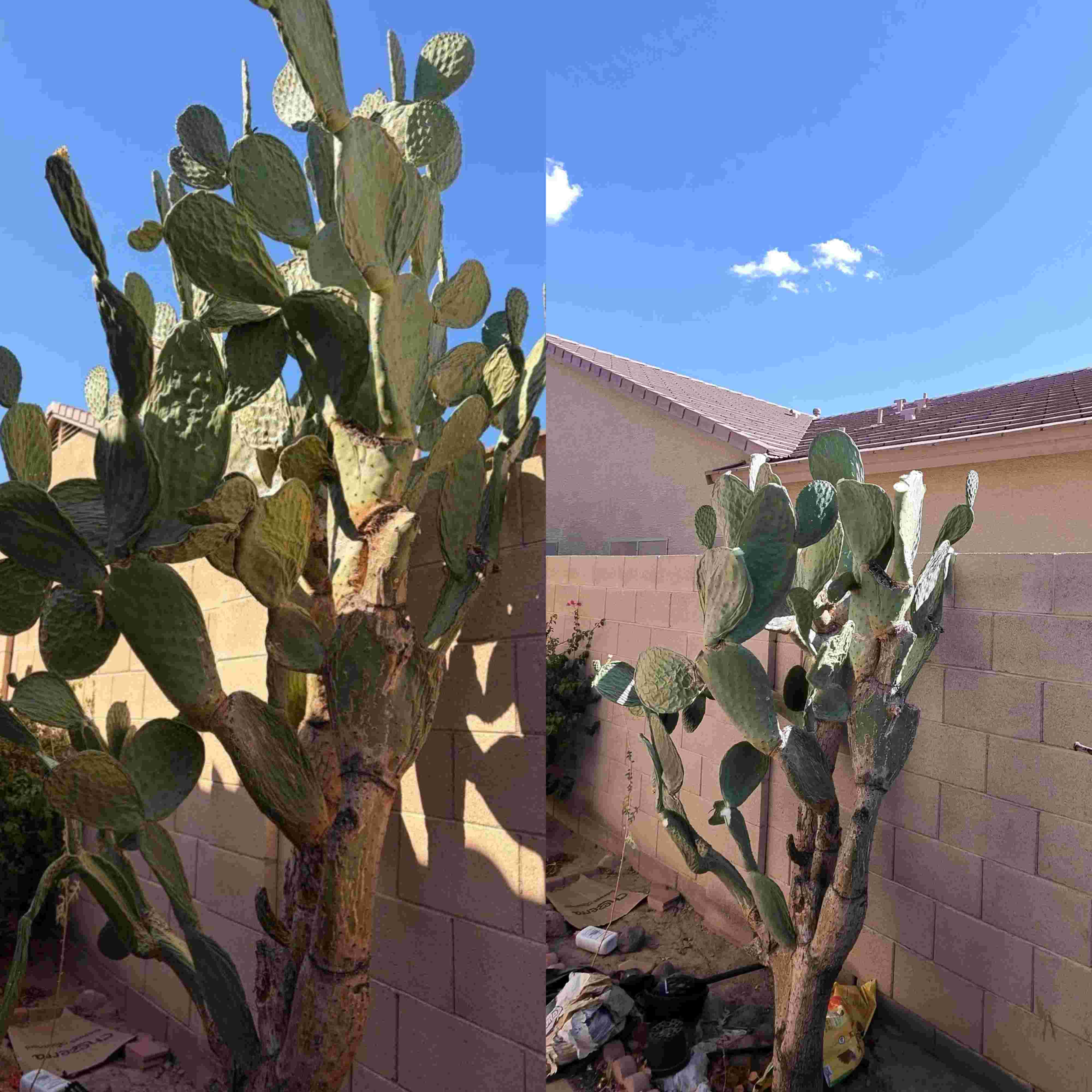 Large prickly pear cactus trim pruning maintenance away from property wall layout in Buckeye AZ