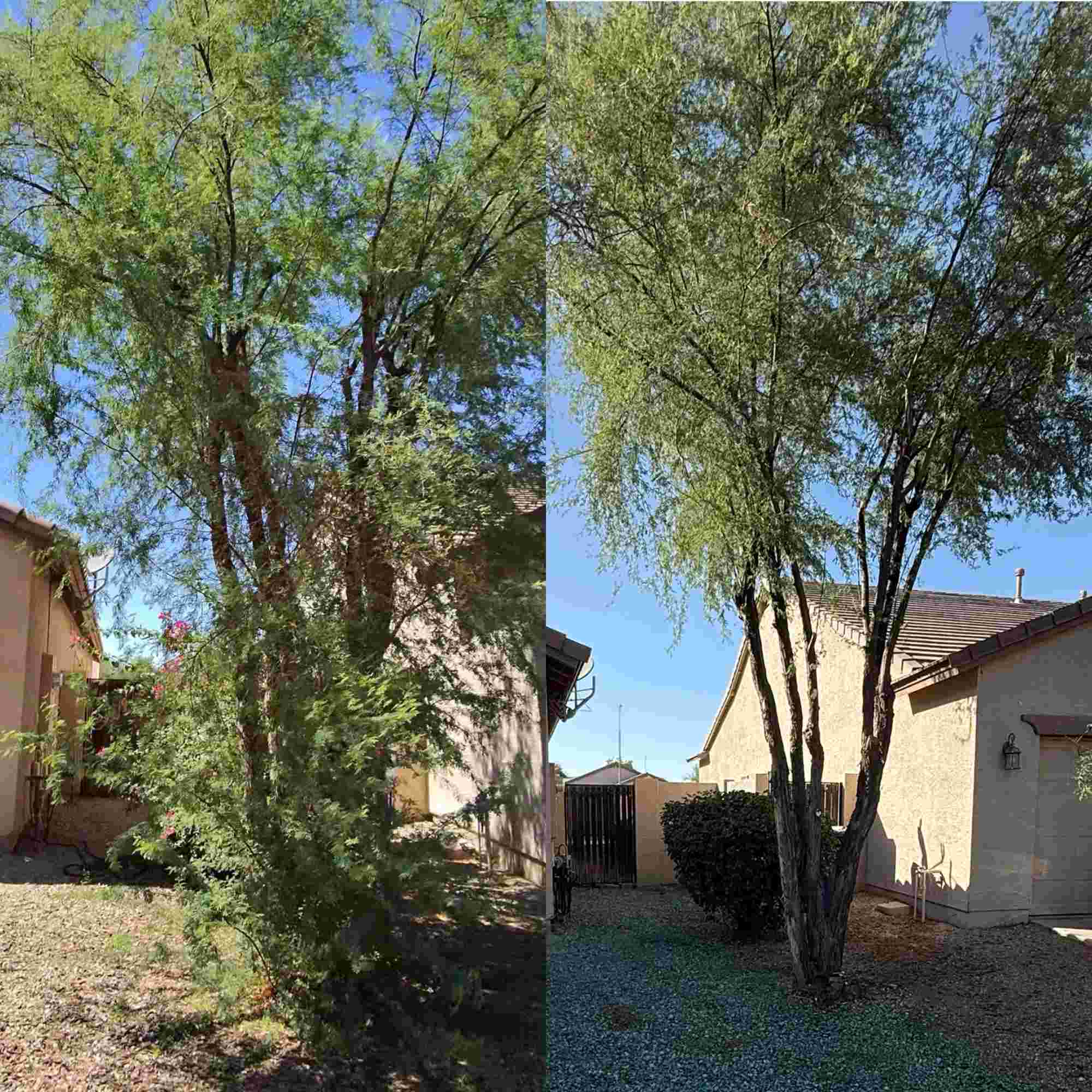 Professional tree trimming canopy thinning and branch limb removal service in West Valley AZ